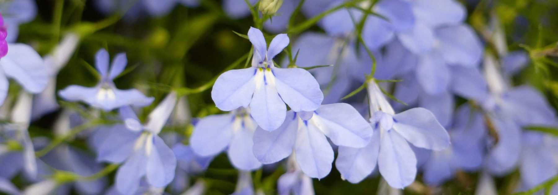 Lobelia, Lobélie : semis, plantation, culture, entretien