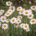 Marguerite, Leucanthemum : planter et entretenir