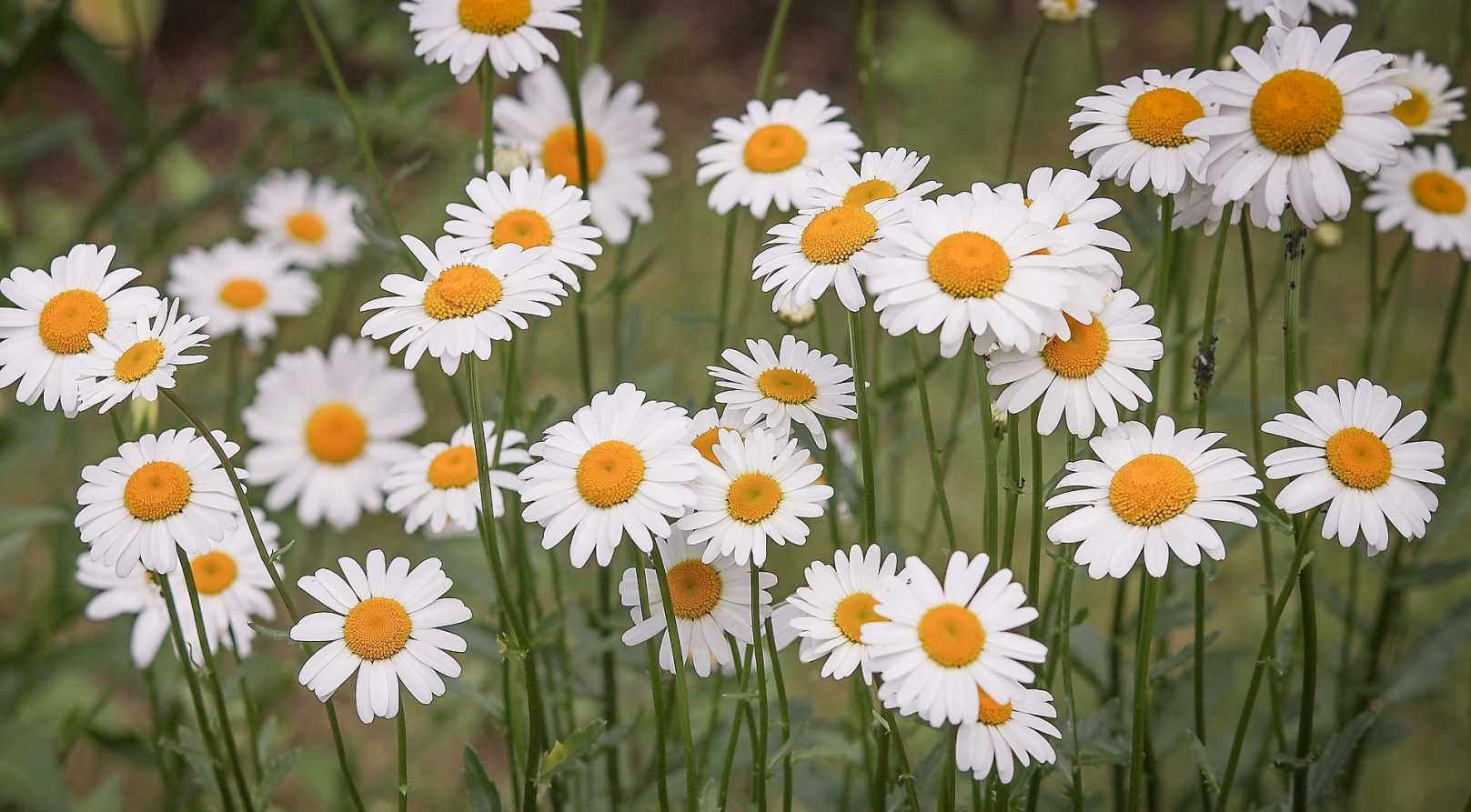 Marguerite, Leucanthemum : planter et entretenir