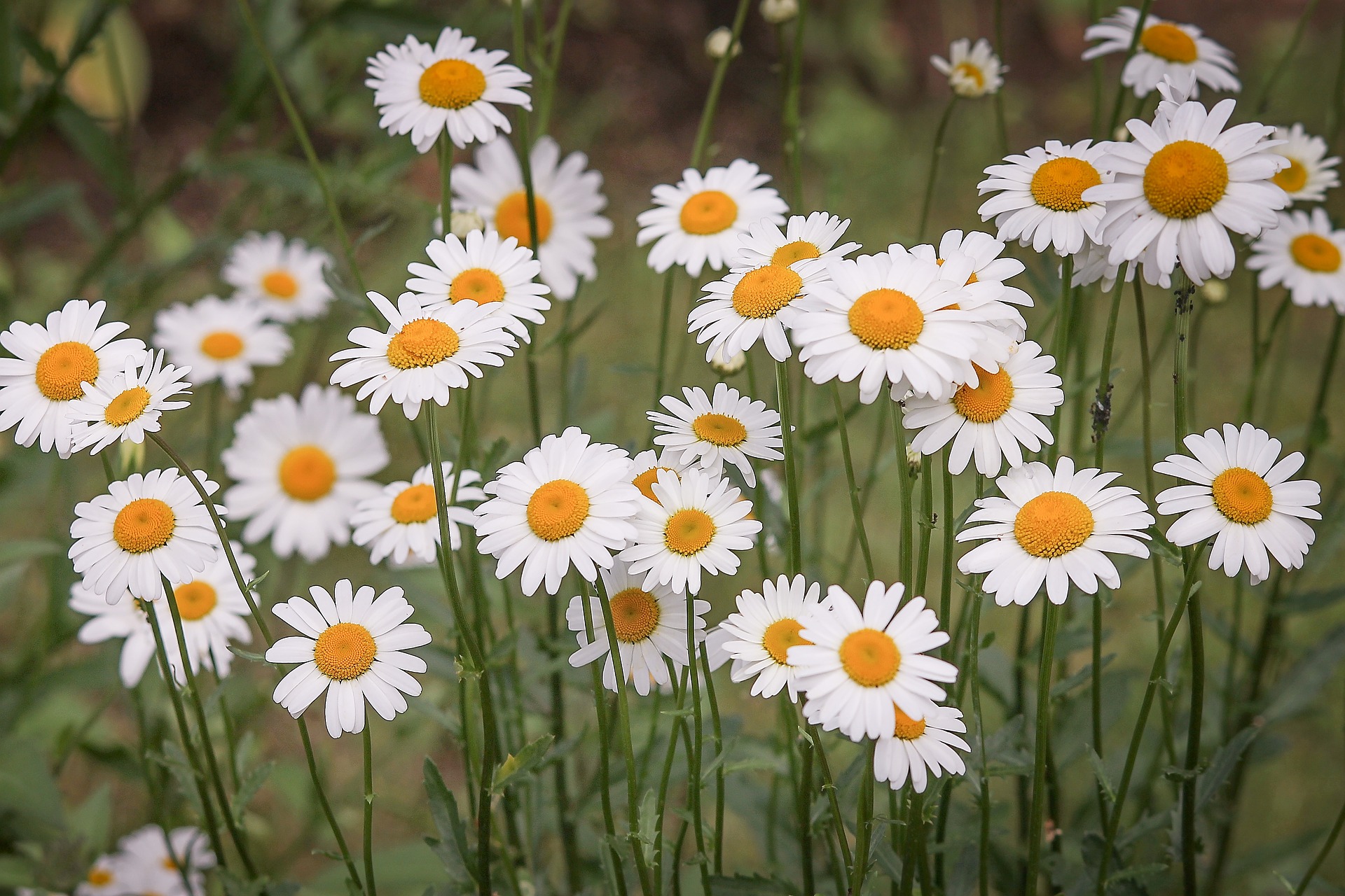 Marguerite, Leucanthemum : planter et entretenir