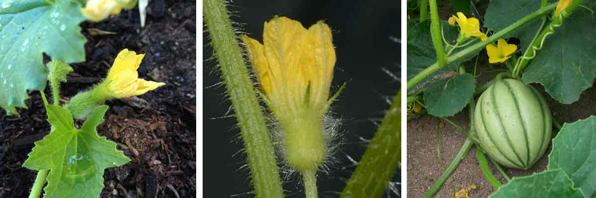 Les fleurs du melon : femelle, mâle et un jeune fruit