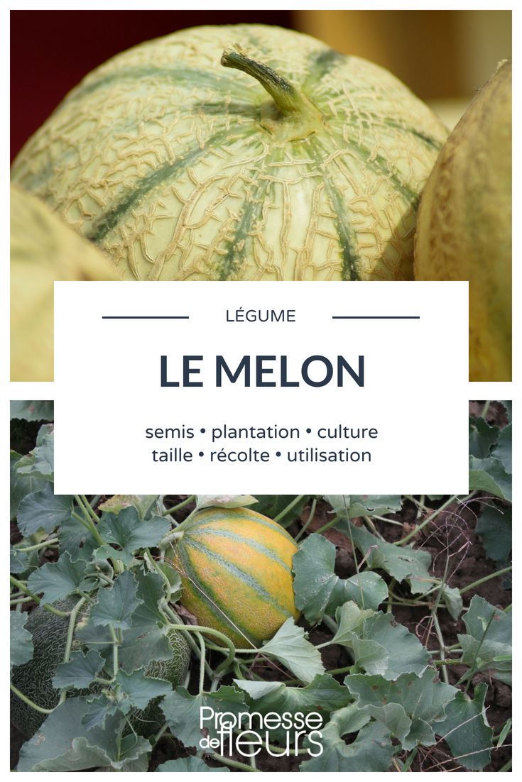 Le melon vert fait-il grossir ? - Le blog