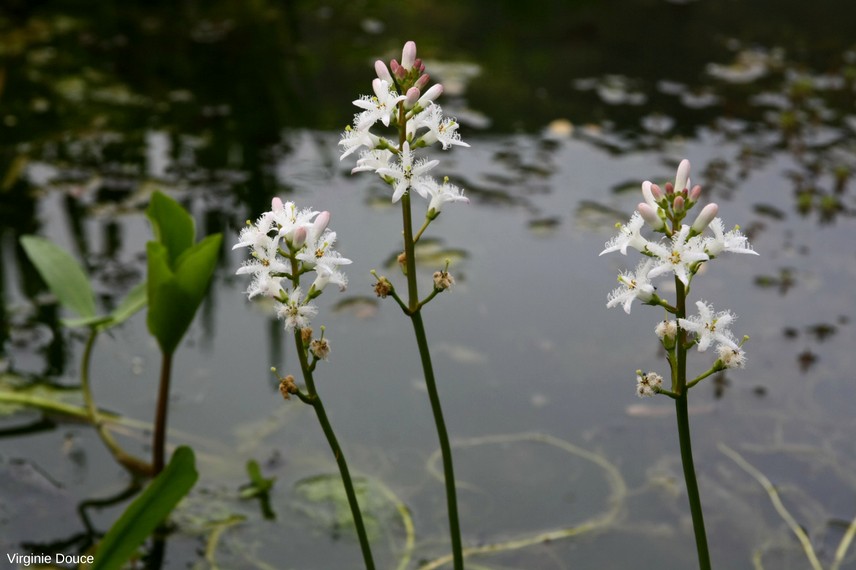 Plante aquatique