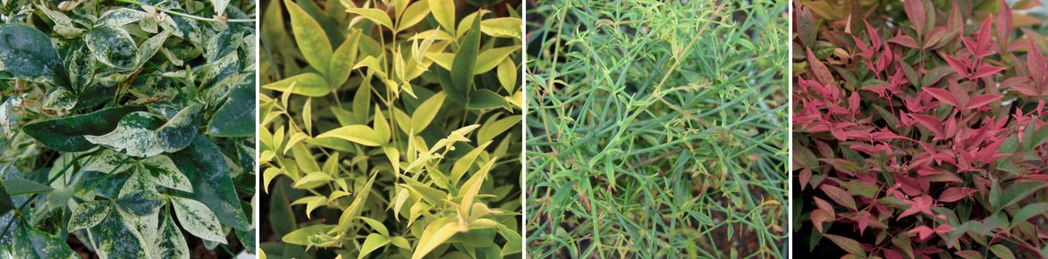 nandina, feuillages differents