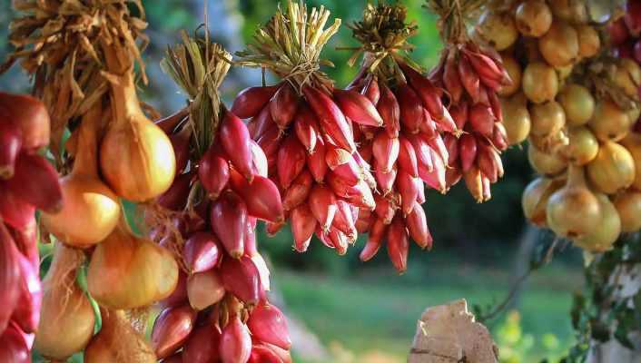 Oignon : semis, plantation, culture, récolte