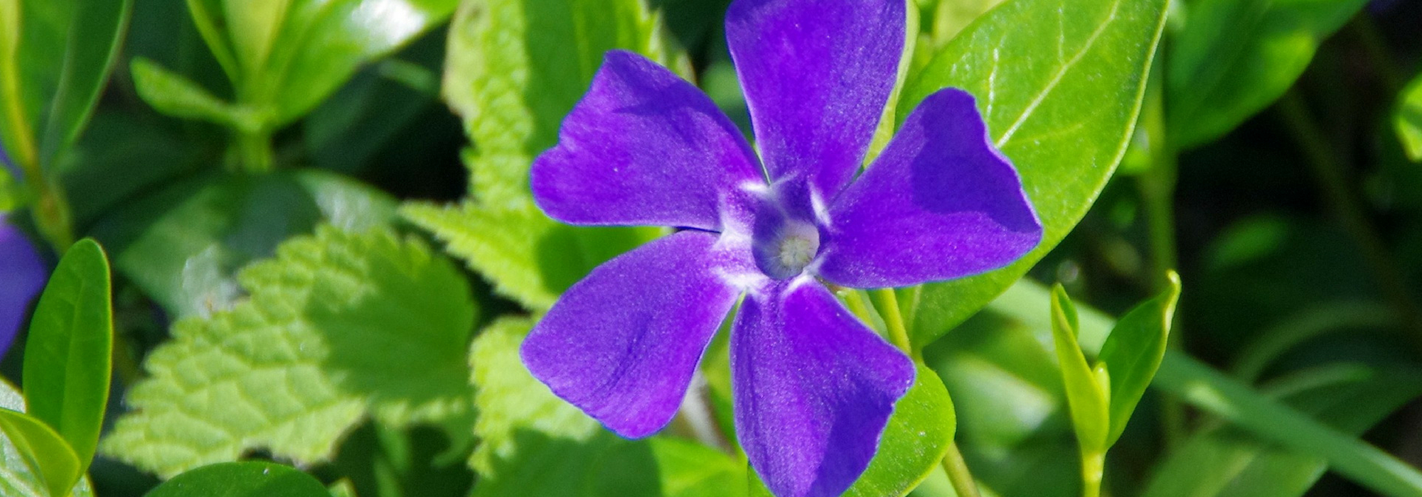 Pervenche : planter, cultiver et entretenir - Nos conseils - Promesse de  Fleurs