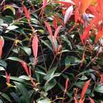 Photinia : planter, tailler et entretenir