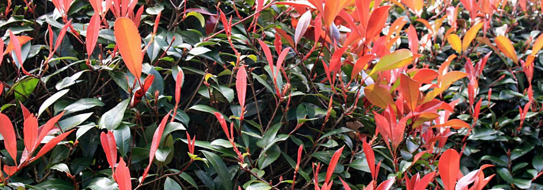 Photinia : planter, tailler et entretenir