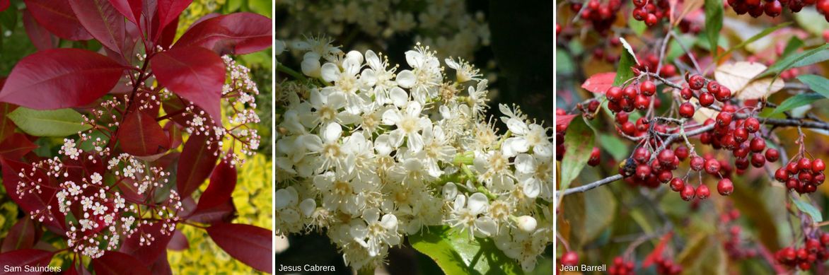 Photinia, inflorescences et baies rouges