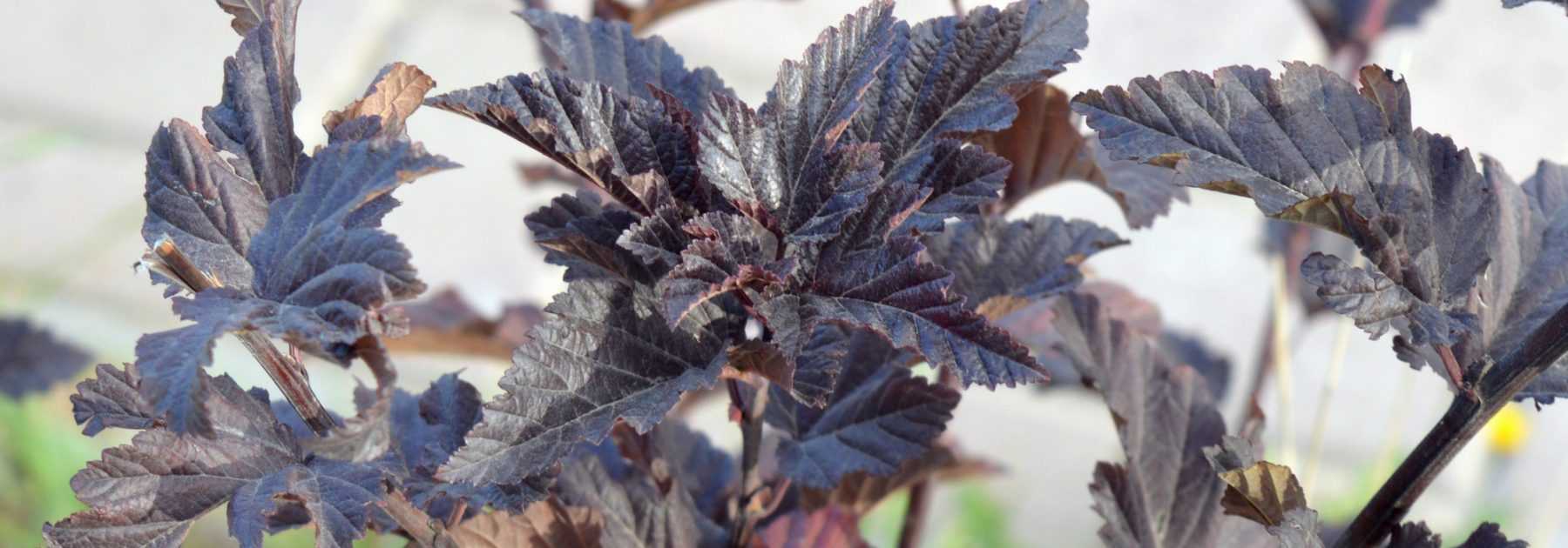 Physocarpus, Physocarpe à feuilles d'Obier : planter, tailler et entretenir