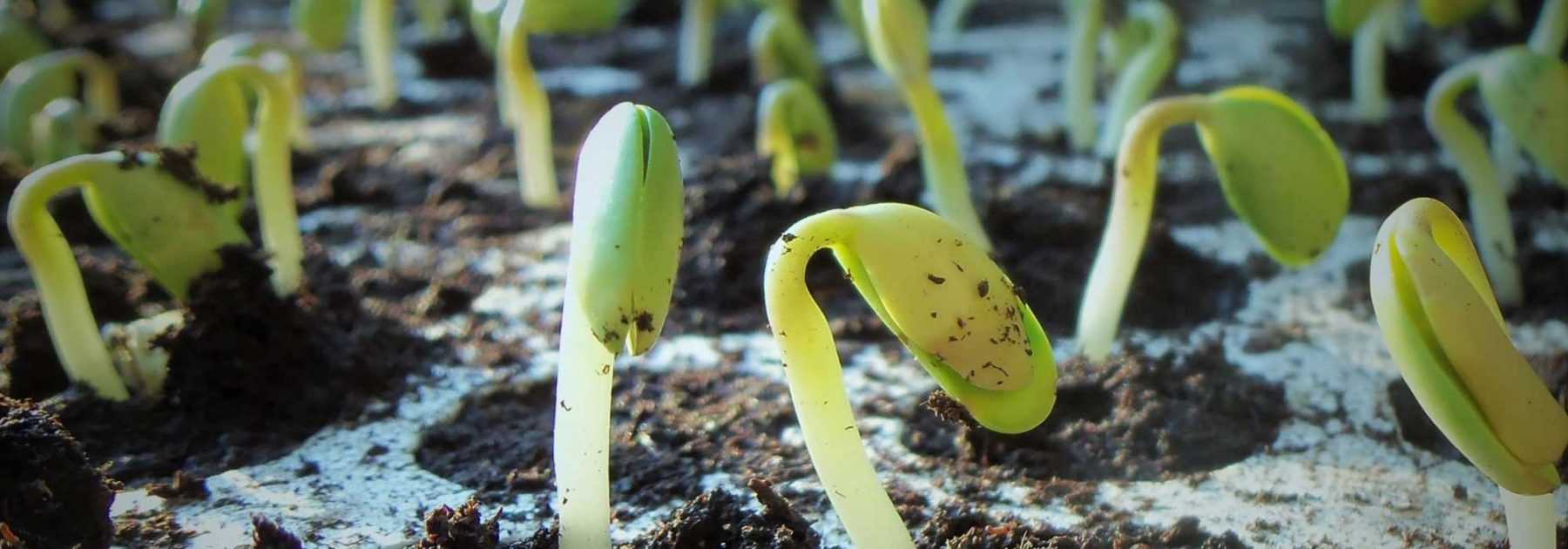 10 graines que l'on peut encore planter en pot en octobre