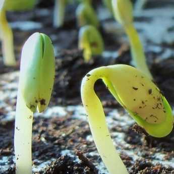 Semer des graines : tout ce qu'il faut savoir, nos conseils et astuces