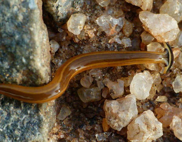 Plathelminthes (vers plats invasifs) : une menace pour la biodiversité