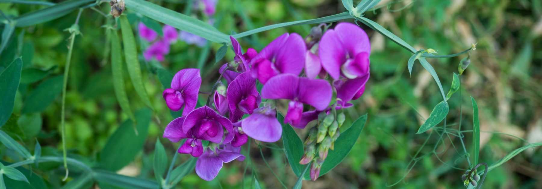 Pois potager porte-graine : nouvelle offre pour 2023