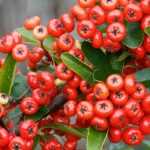 Pyracantha, Buisson ardent : planter, tailler et entretenir