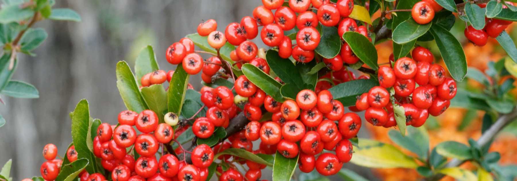 Pyracantha, Buisson ardent : planter, tailler et entretenir