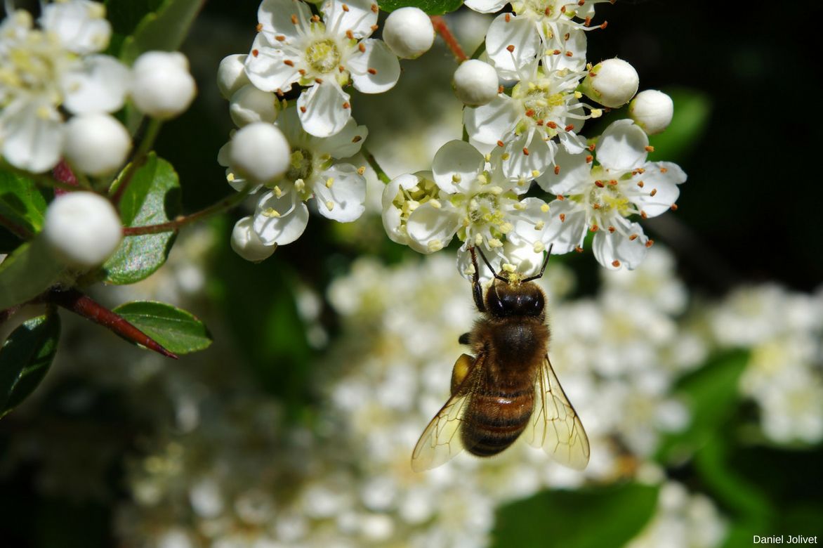 Buisson ardent, fleurs melliferes