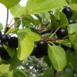 Rhamnus, Nerprun, Bourdaine : planter, tailler et entretenir