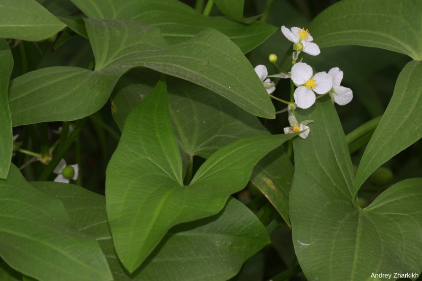 Bassin : 10 plantes aquatiques, immergées ou flottantes - Promesse de Fleurs