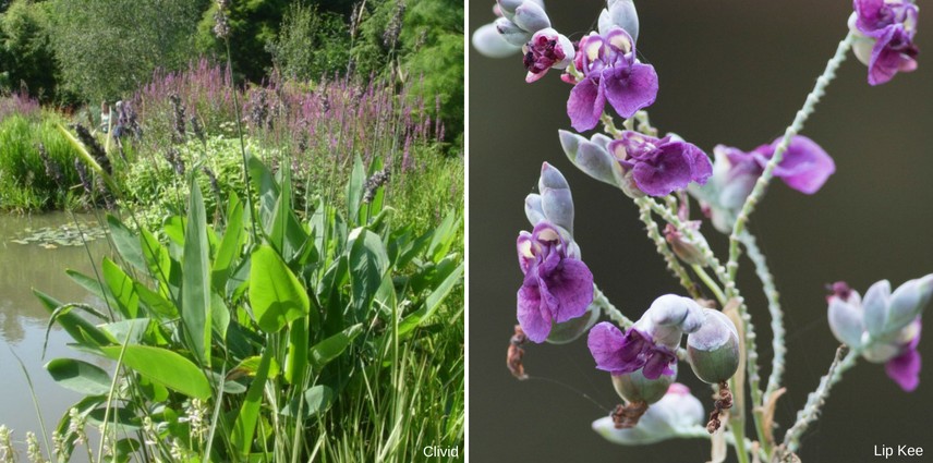 8 types de plantes aquatiques Plantes d'eau douce vivantes, plantes  aquatiques 8 bouquets de plantes différentes, 7 à 10 tiges par bouquet,  environ 60 à 65 tiges -  France