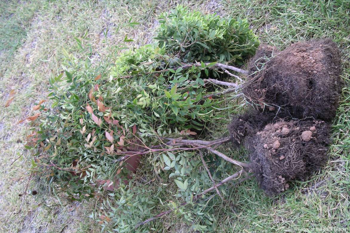 planter un nandina