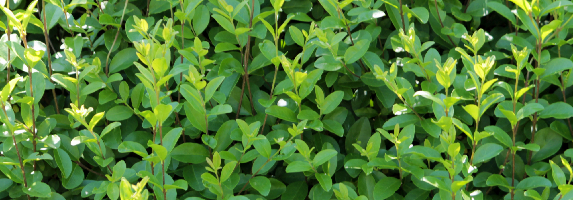 Troène, ligustrum : planter, tailler et entretenir