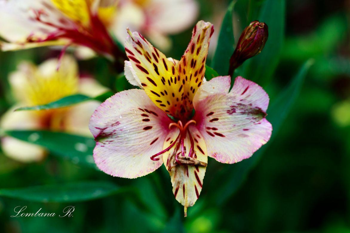 Alstroemeria, lis des incas