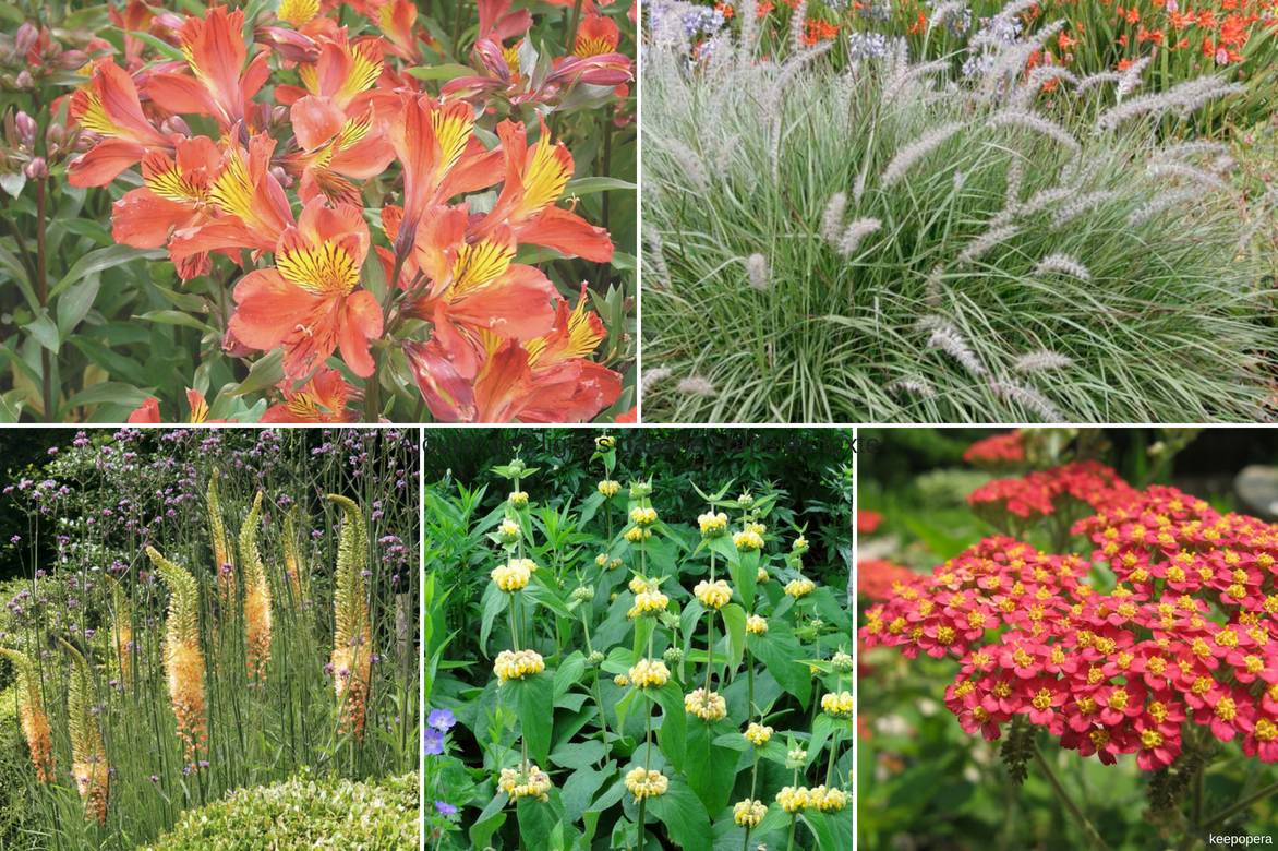 Lys des Incas, alstroemère : planter, cultiver, entretenir - Nos conseils