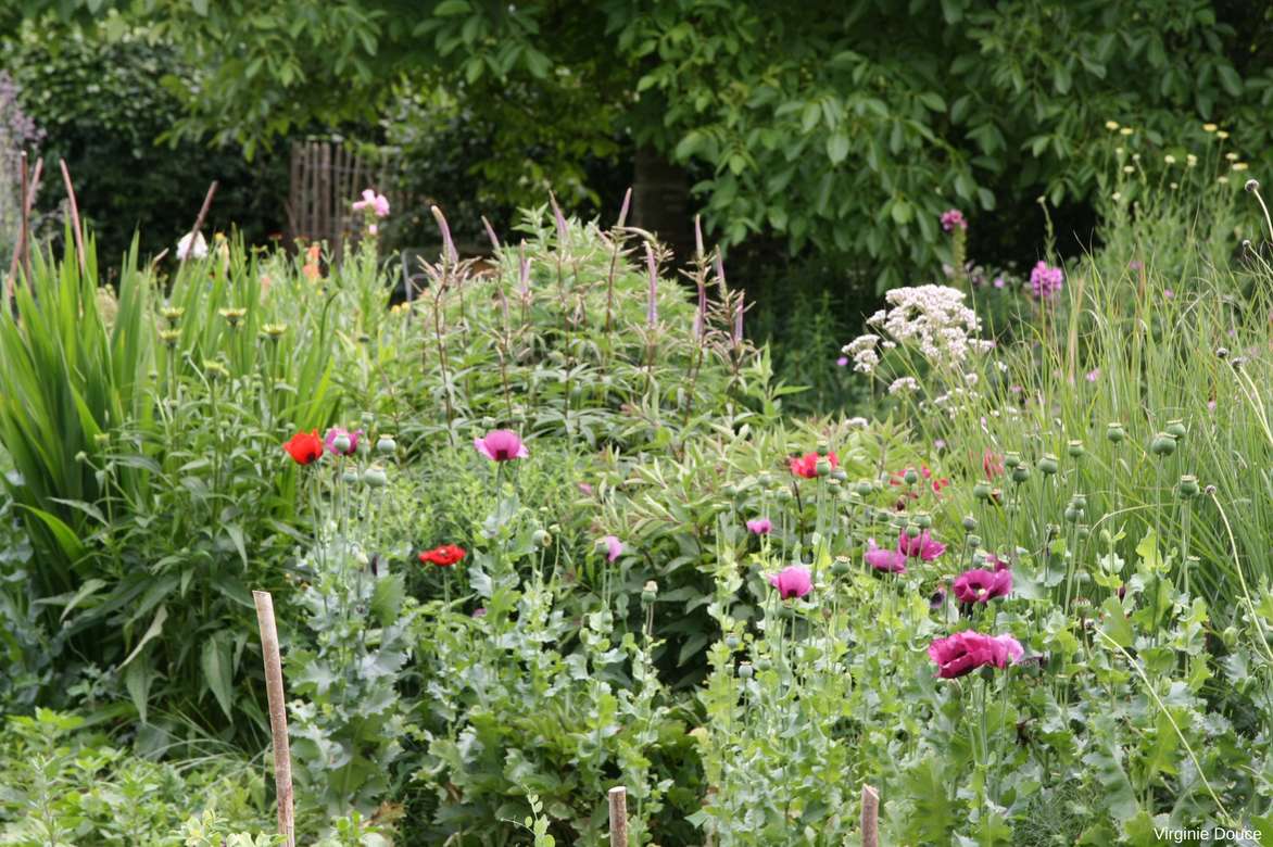 Coquelicots et pavots annuels : semer, cultiver et entretenir - Promesse de  Fleurs