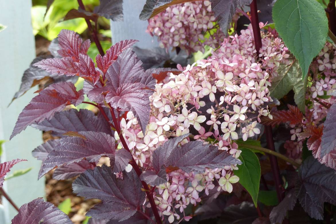Associer le physocarpus