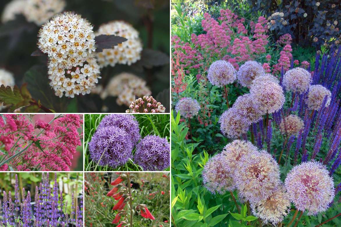 Associer physocarpus