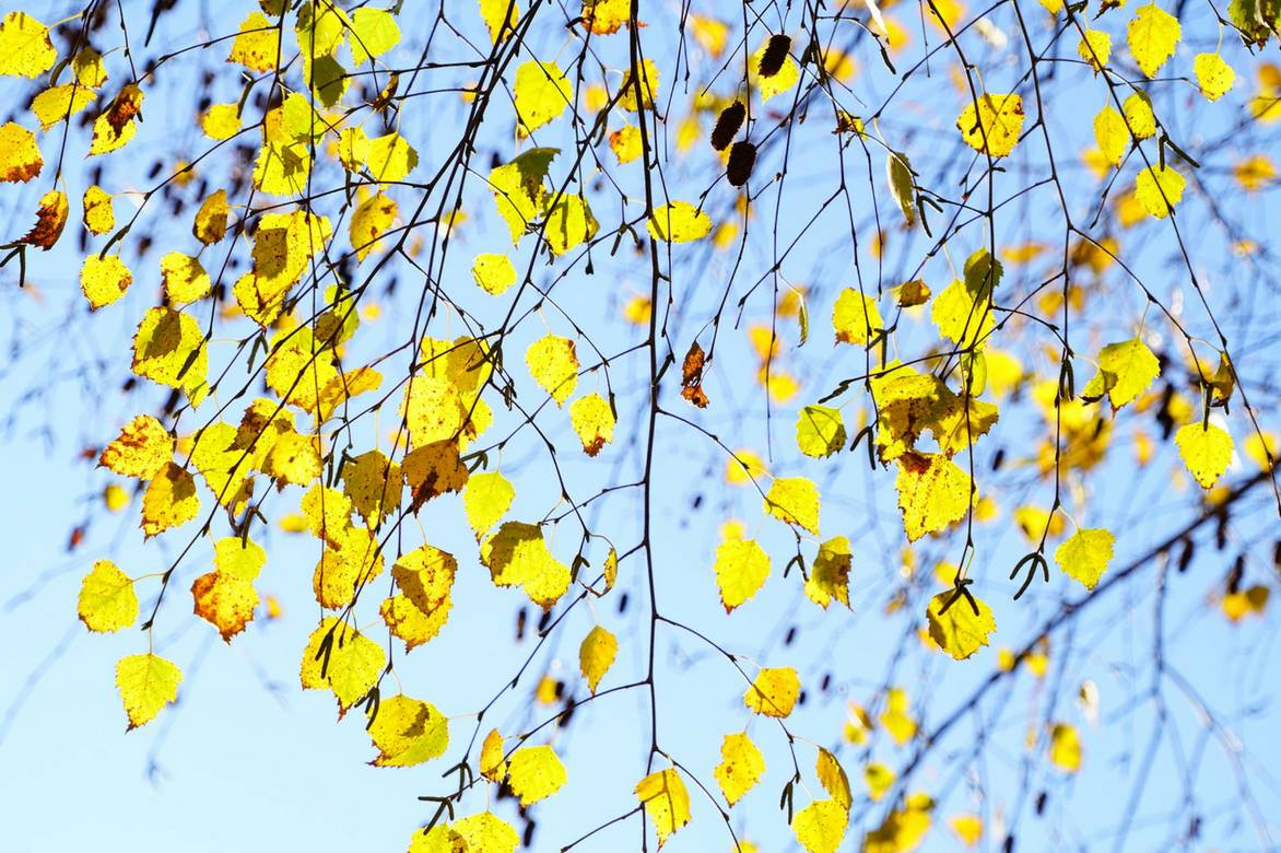 feuilles jaunes en automne du bouleau