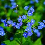 Brunnera, Myosotis du Caucase : plantation, culture et entretien