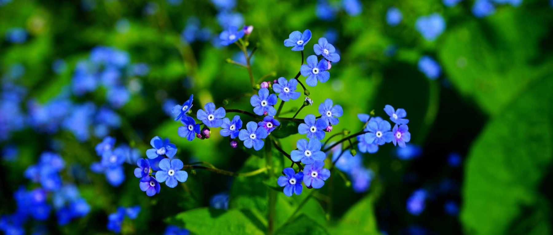 Brunnera, Myosotis du Caucase : plantation, culture et entretien