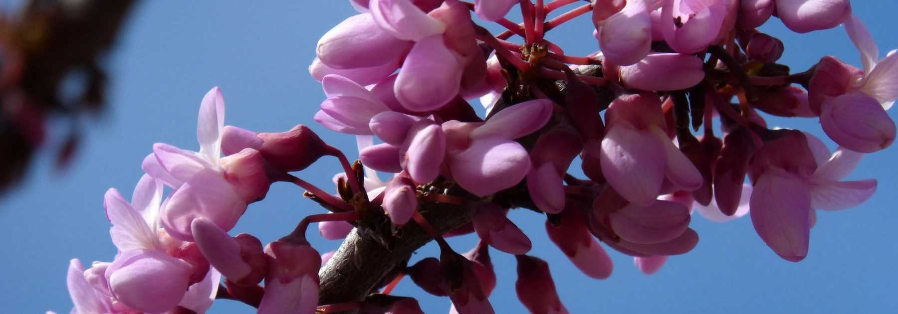 Arbre de Judée, Cercis : planter, tailler et entretenir