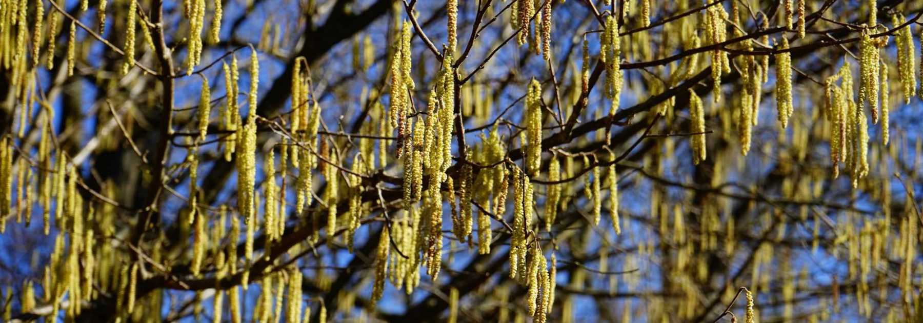 Noisetier, corylus : planter, tailler et entretenir