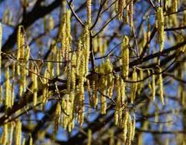 Noisetier, corylus : planter, tailler et entretenir