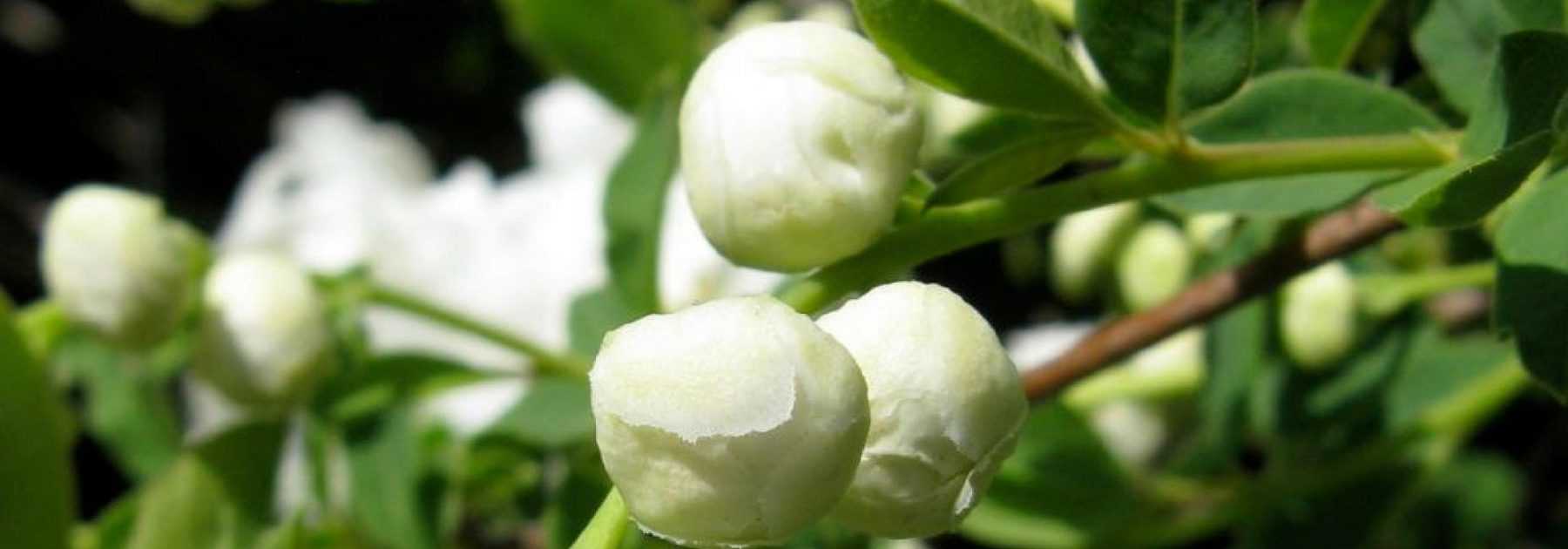 Exochorda, Arbre aux perles : planter, cultiver, tailler