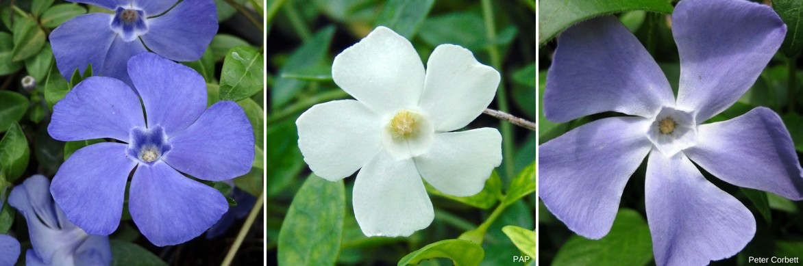 Floraison des pervenches