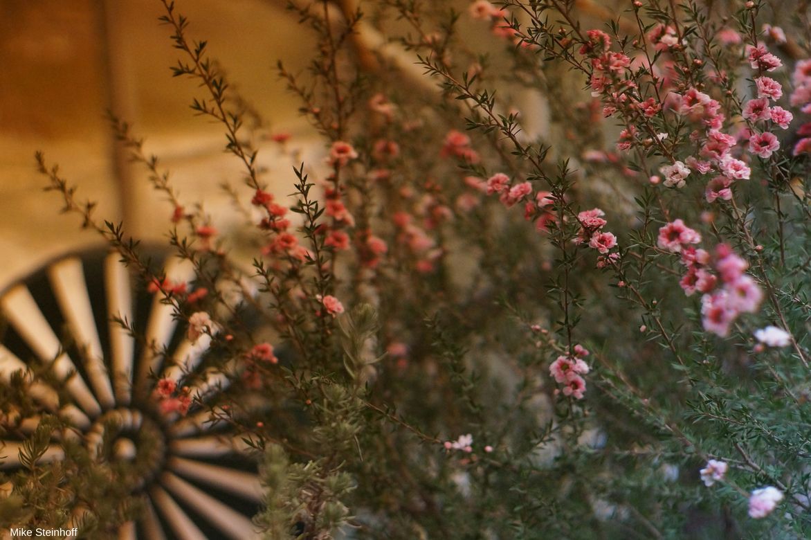 Leptospermum scoparium