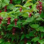 Le Leycesteria, Arbre à faisan : planter, tailler et entretenir