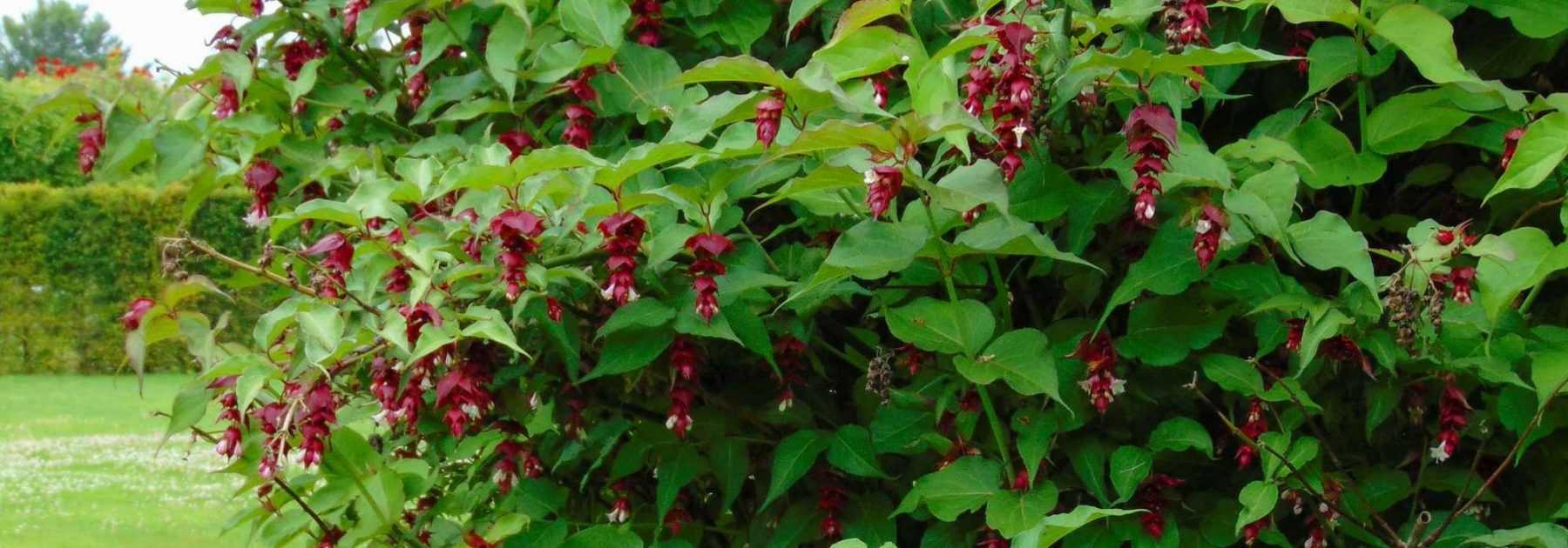 Le Leycesteria, Arbre à faisan : planter, tailler et entretenir