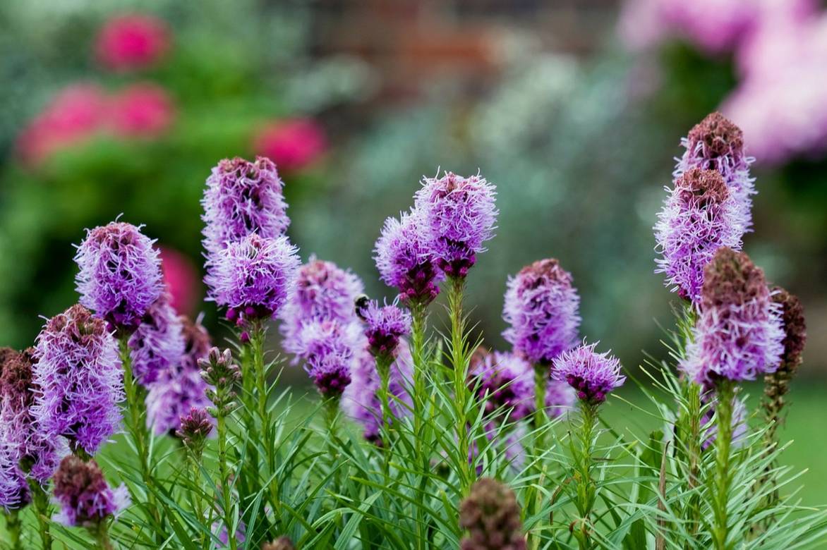 Fleurs de plume du kansas