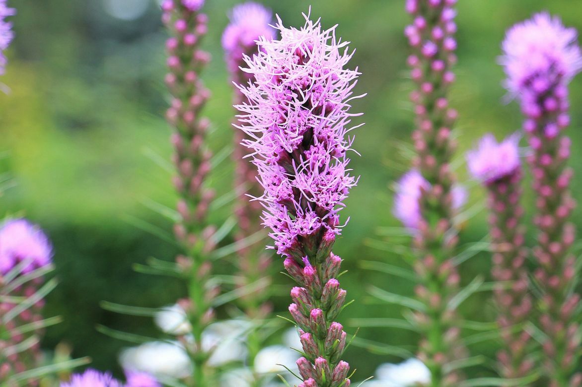 Liatris, plume du kansas