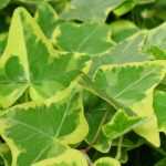 Le lierre grimpant, Hedera helix  : planter, cultiver, tailler