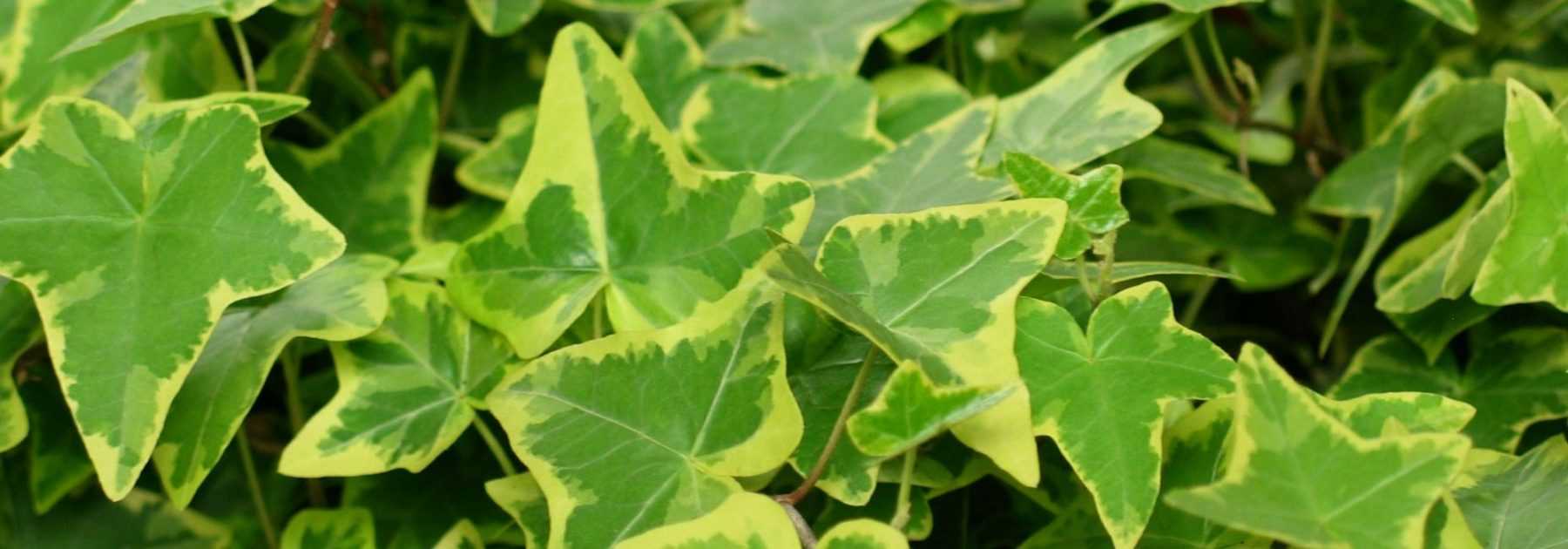 Le lierre grimpant, Hedera helix  : planter, cultiver, tailler