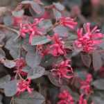 Loropetalum : planter, tailler et entretenir