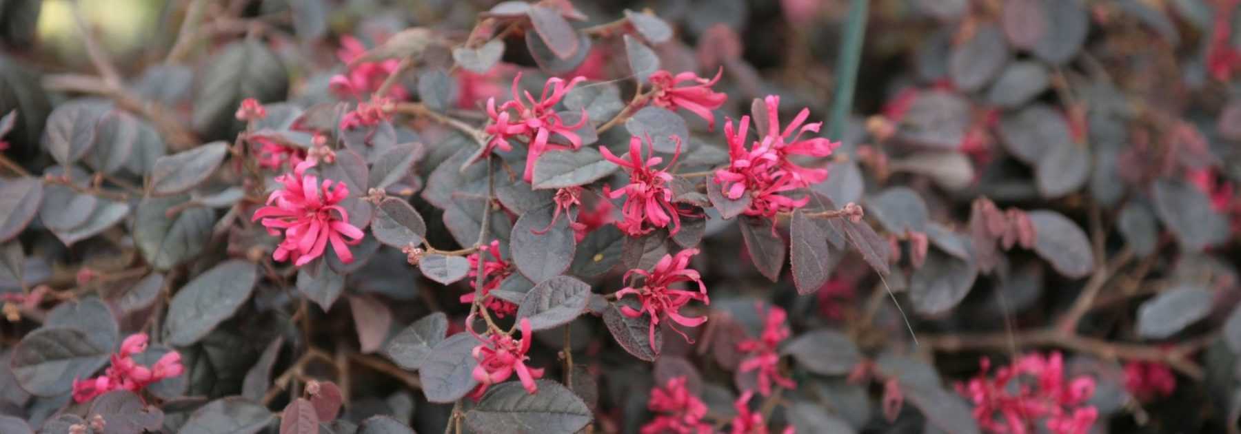 Loropetalum : planter, tailler et entretenir