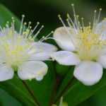 Myrte, Myrtus : planter, tailler et entretenir