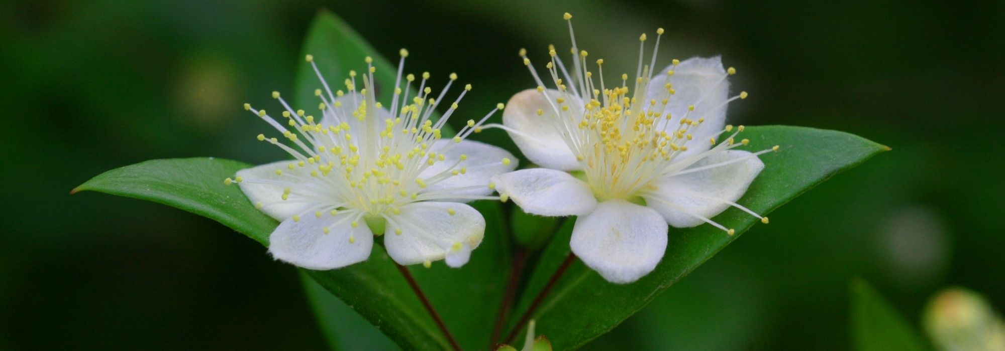 Myrte, Myrtus : planter, tailler et entretenir